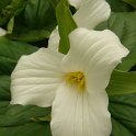 Trillium grandiflorum